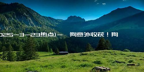 (2025-3-23热点)-遛狗意外收获！狗狗爪子夹回3克金豆成网红