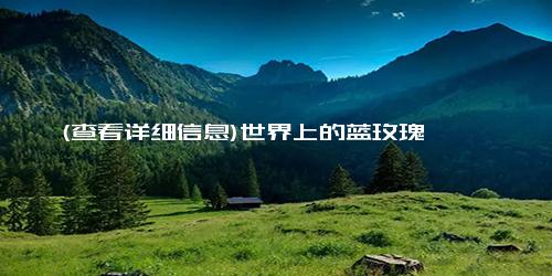 (查看详细信息)世界上的蓝玫瑰