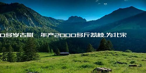 940多岁古树一年产2000多斤荔枝，为北宋一状元种植