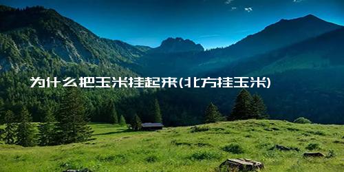 为什么把玉米挂起来(北方挂玉米)