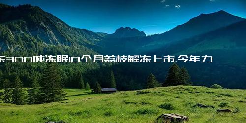 广东300吨冻眠10个月荔枝解冻上市，今年力争保存2000吨“冻眠荔枝”