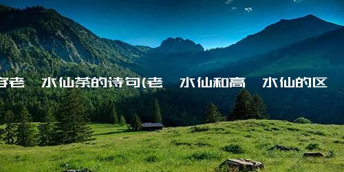 形容老枞水仙茶的诗句(老枞水仙和高枞水仙的区别)