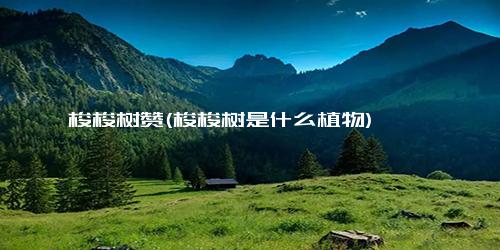 梭梭树赞(梭梭树是什么植物)