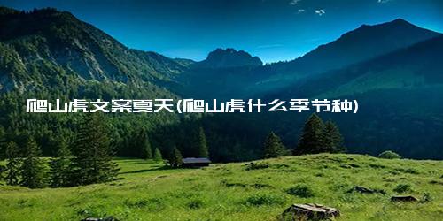 爬山虎文案夏天(爬山虎什么季节种)